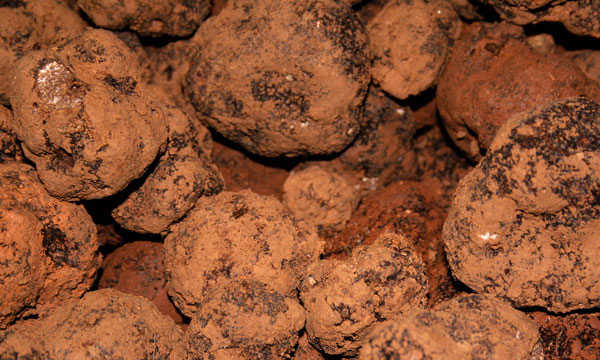 La Truffe du Haut-Var