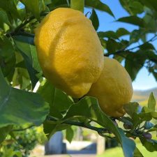 Les origines secrètes des citrons : un voyage d’agrumes à travers le temps
